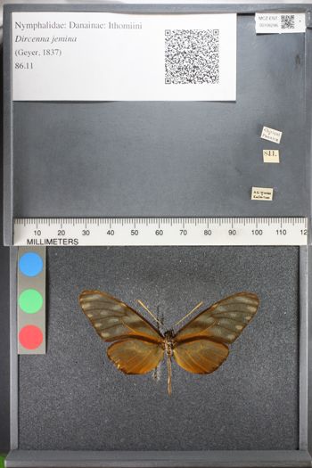 Media type: image;   Entomology 106296